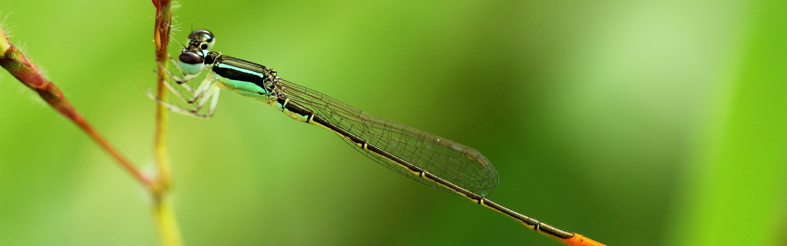 webboard-banner.jpg